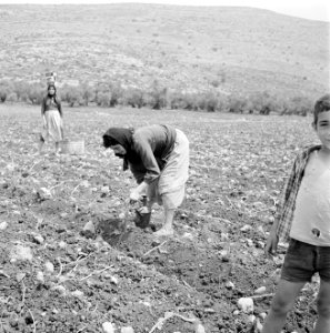 Vrouwen bezig met het poten van een gewas in een akker bij de berg Carmel, Bestanddeelnr 255-4579