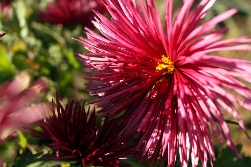 Macro burgundy crimea