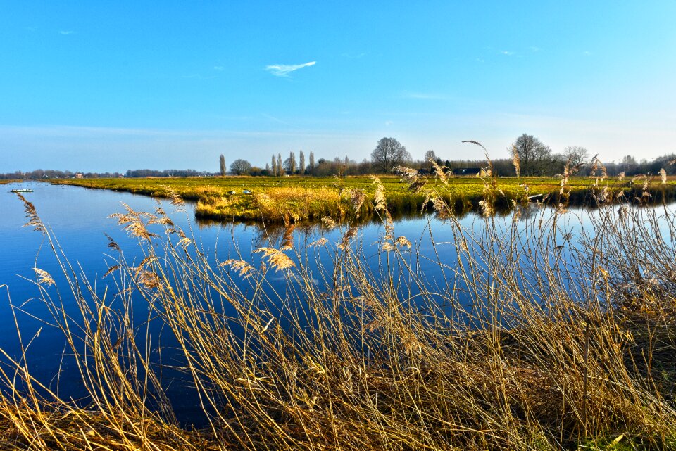 Waterway vegetation meadow