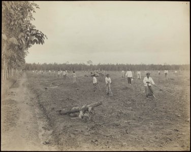 Vrouwen aan het schoffelen op de rubberplantage Balang Seragam in Deli (Oost-Sum, Bestanddeelnr 838 25