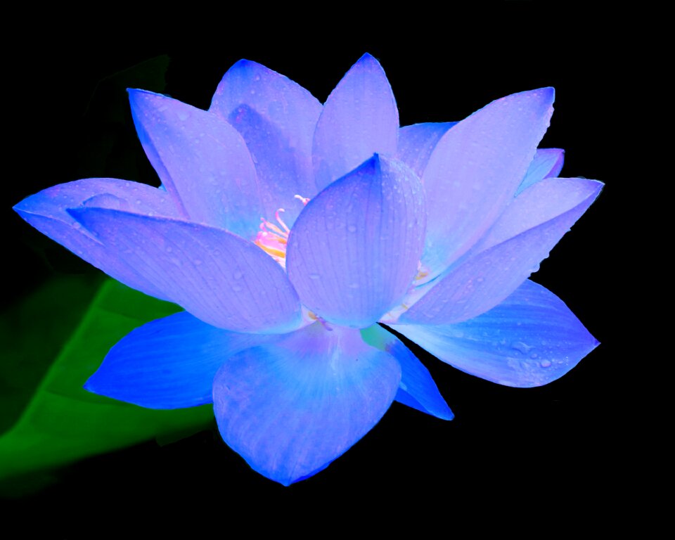 Lotus aquatic blooming