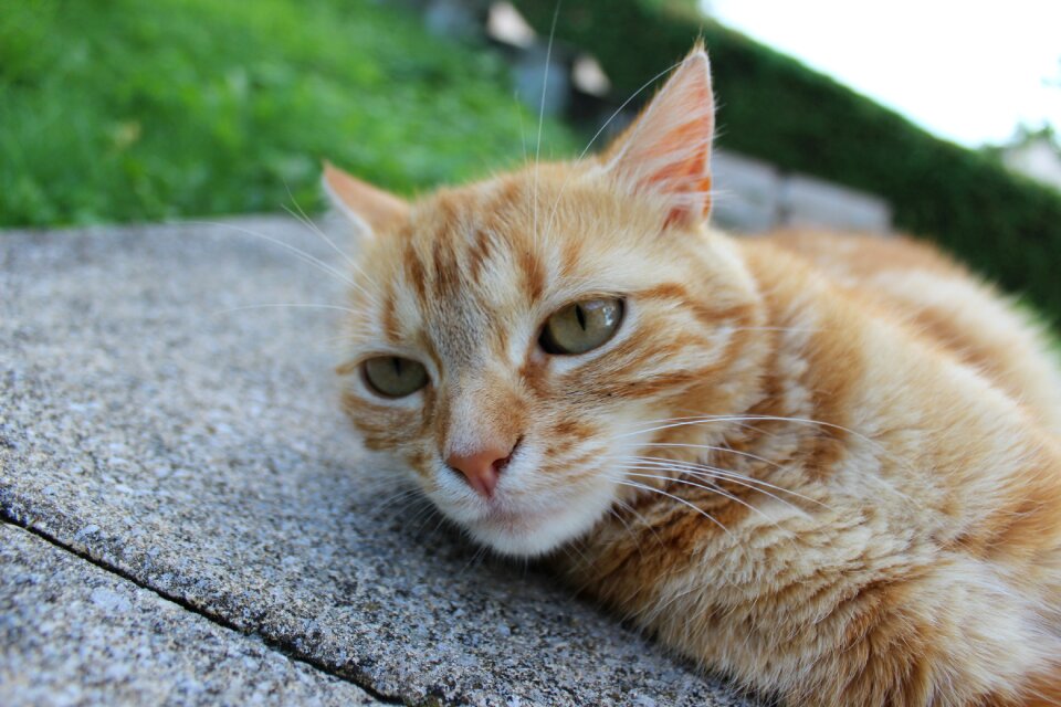 Young cat feline hair