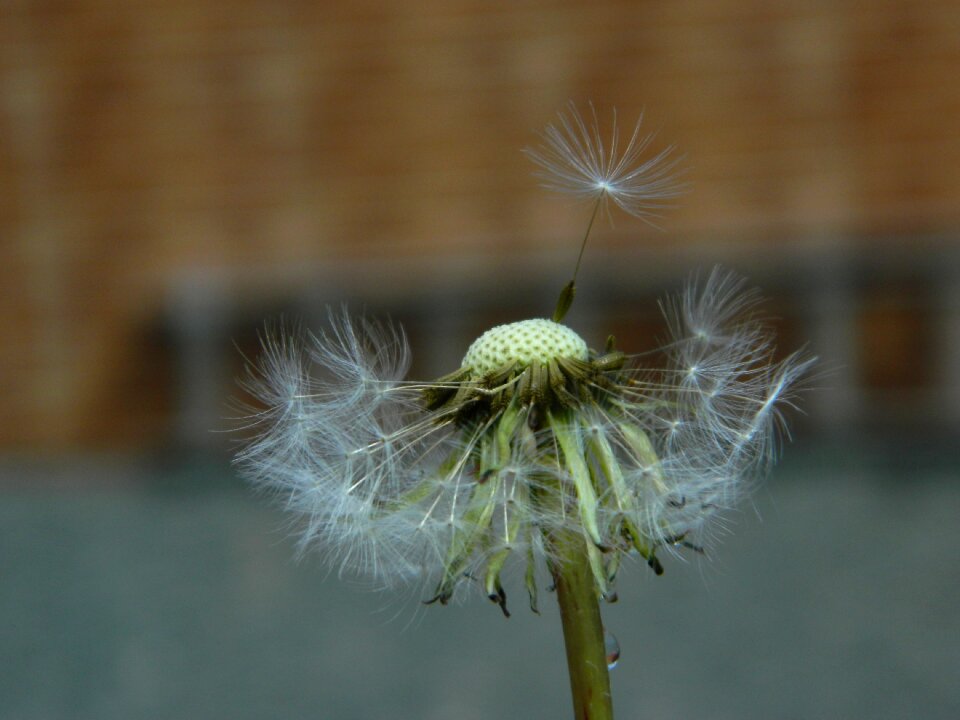 Close-up plant flower photo