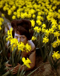 Vrouwen, BLOEMBOLLENVELDEN, Narcissen, Bestanddeelnr 254-7198