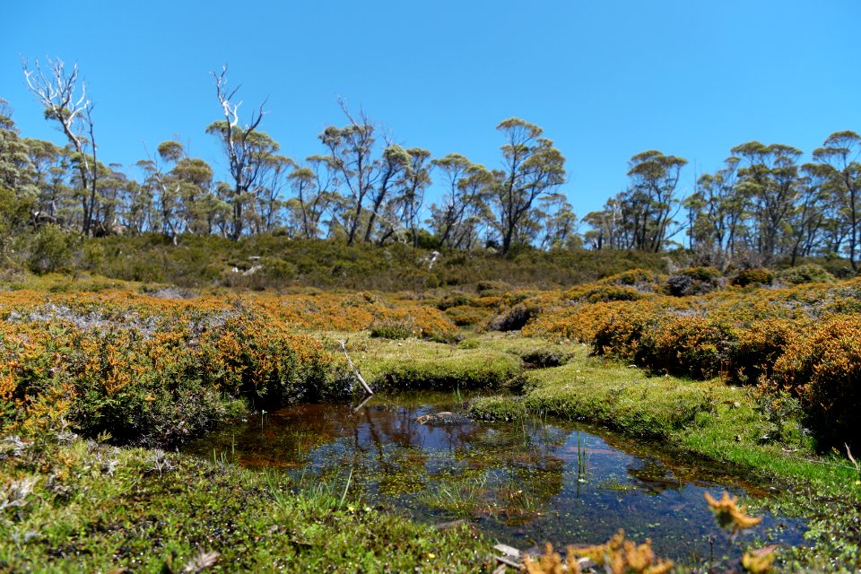 Walls of Jerusalem National Park, Tasmania 49