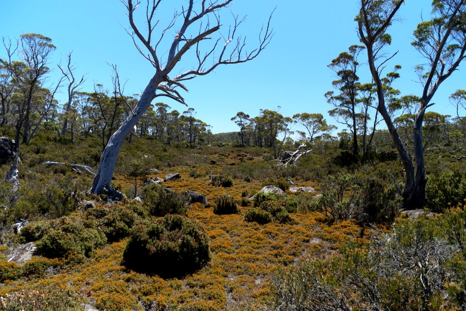 Walls of Jerusalem National Park, Tasmania 51