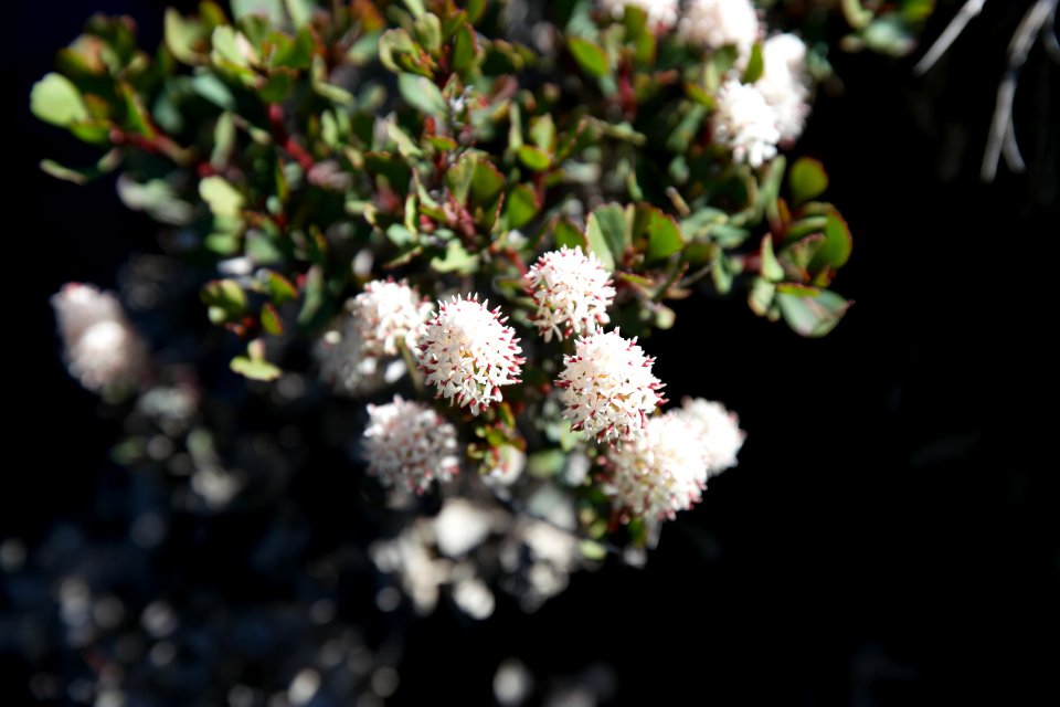 Walls of Jerusalem National Park, Tasmania 108