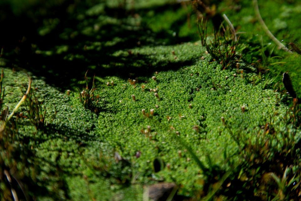 Walls of Jerusalem National Park, Tasmania 126