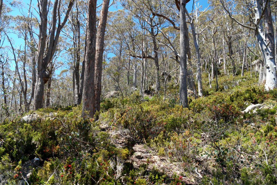 Walls of Jerusalem National Park, Tasmania 13
