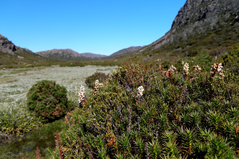 Walls of Jerusalem National Park, Tasmania 116