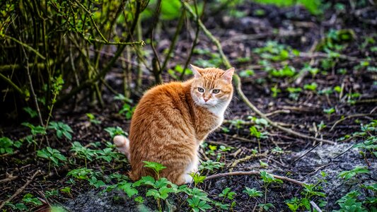Cute animal world small