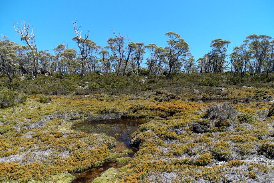 Walls of Jerusalem National Park, Tasmania 48