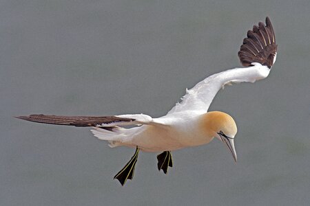 Sea island north sea sea bird