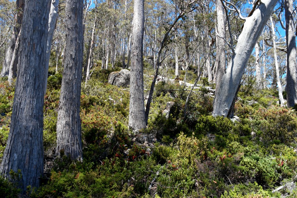 Walls of Jerusalem National Park, Tasmania 16