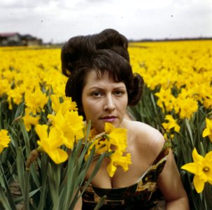Vrouwen, BLOEMBOLLENVELDEN, Narcissen, Bestanddeelnr 254-7191