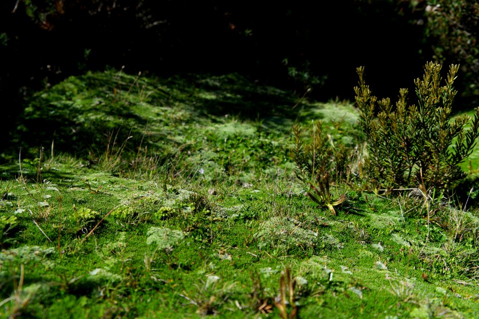 Walls of Jerusalem National Park, Tasmania 122