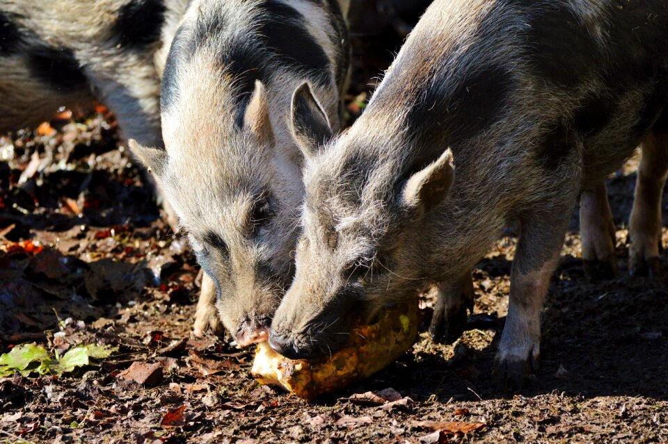 Livestock dirty mammal