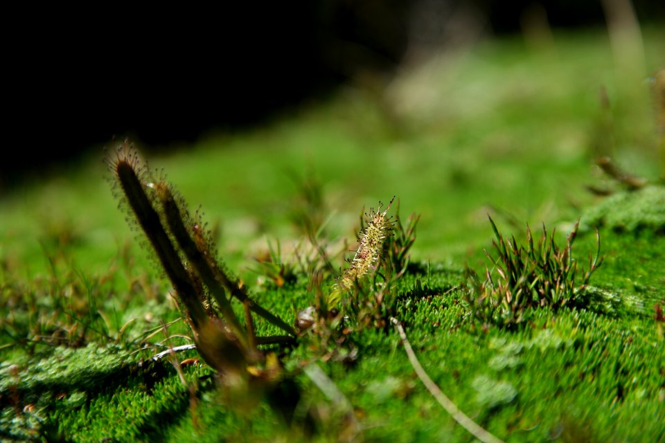 Walls of Jerusalem National Park, Tasmania 127