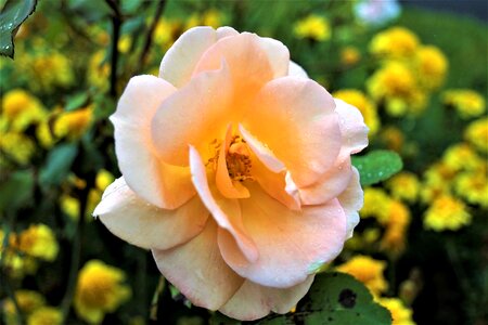 Rose rain tea