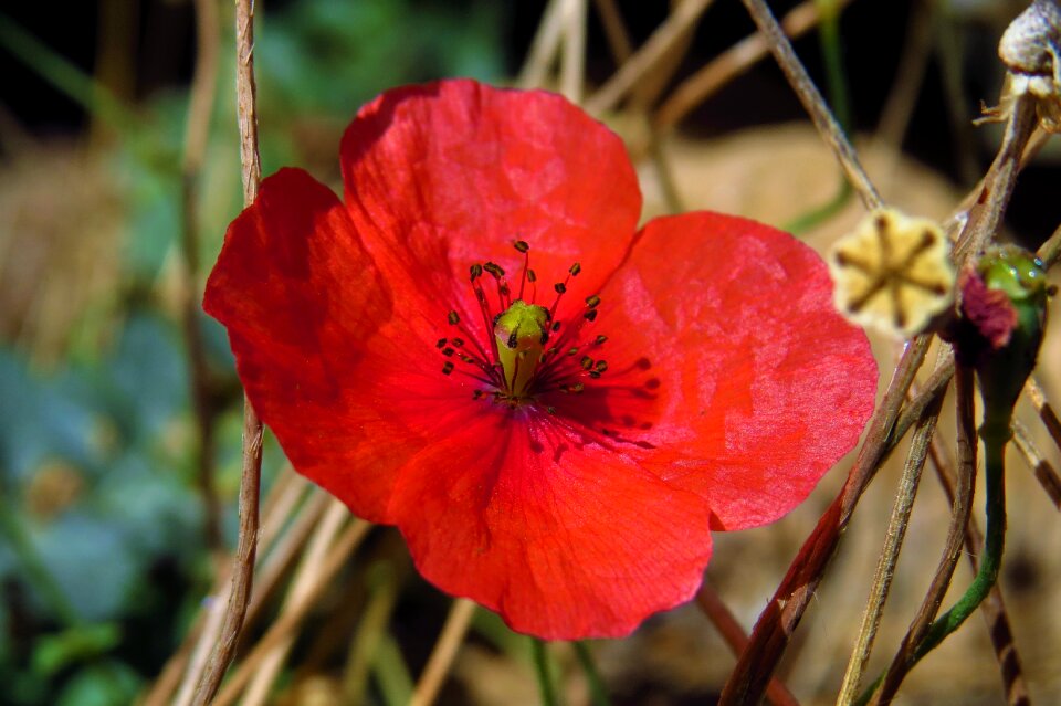 Nature plant garden