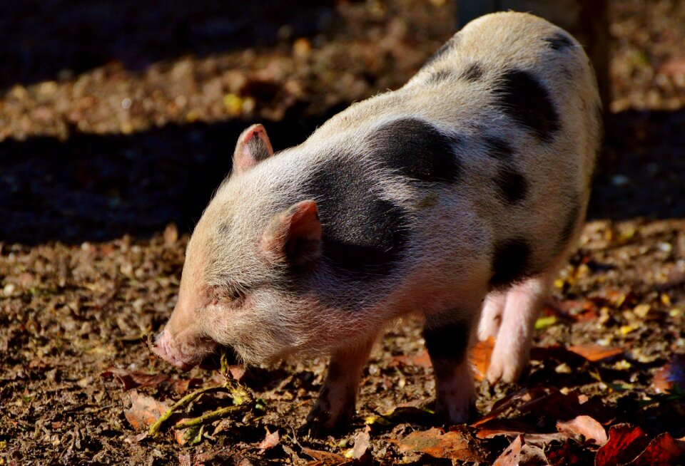 Young animal sow livestock
