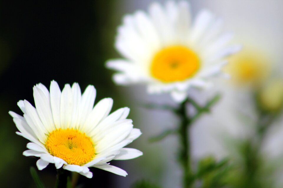Bloom plant daisy