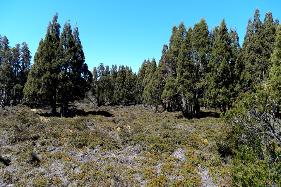 Walls of Jerusalem National Park, Tasmania 74