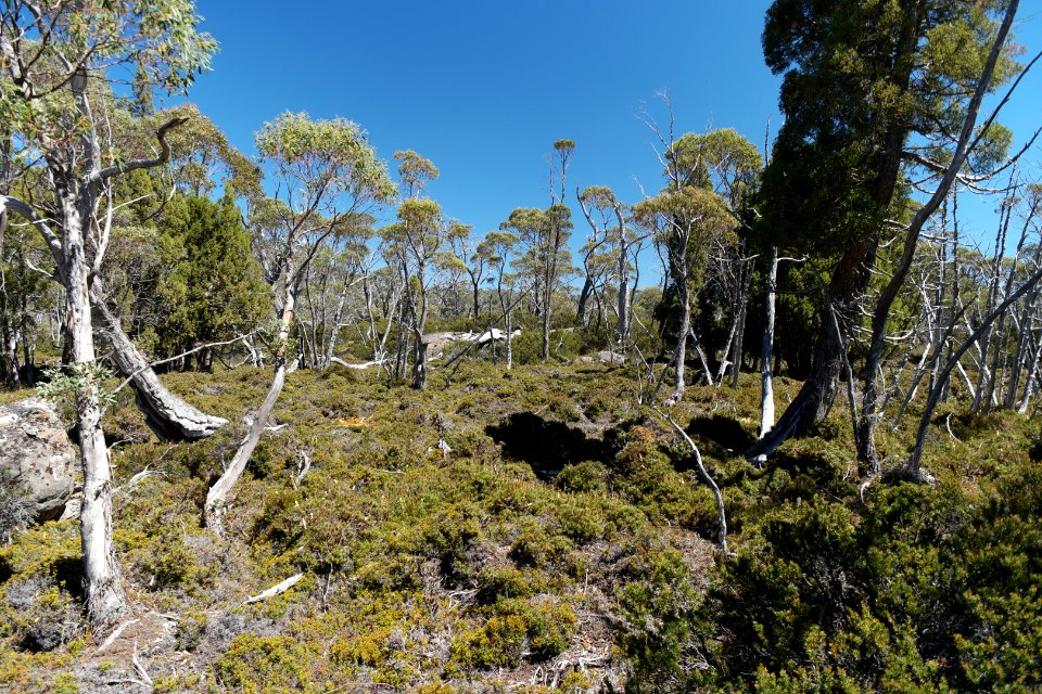 Walls of Jerusalem National Park, Tasmania 73