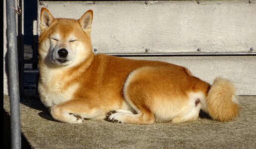 Chill out relax shiba inu photo