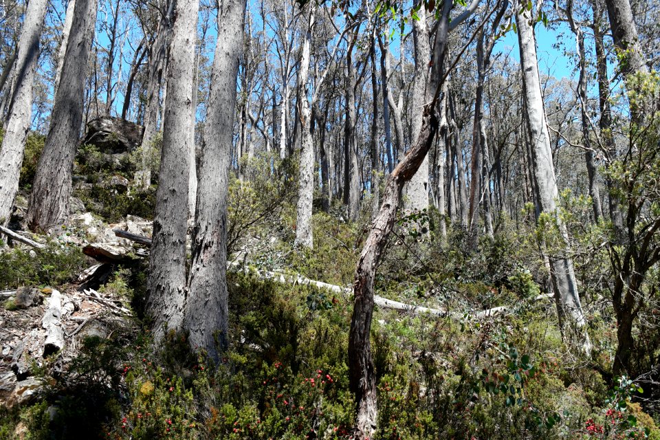 Walls of Jerusalem National Park, Tasmania 02