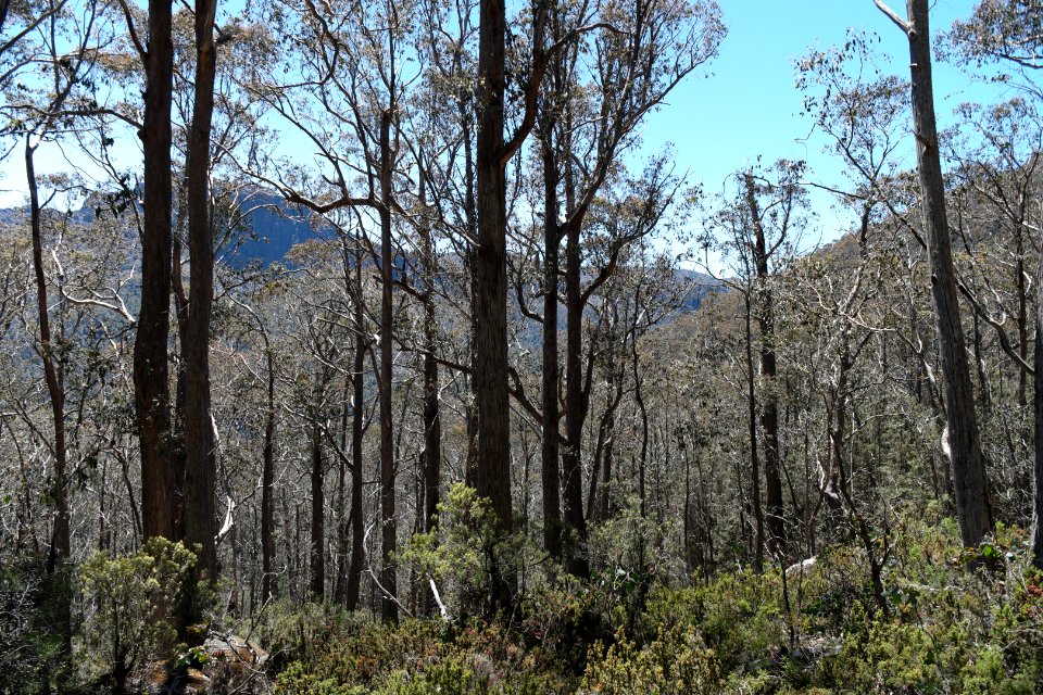Walls of Jerusalem National Park, Tasmania 07