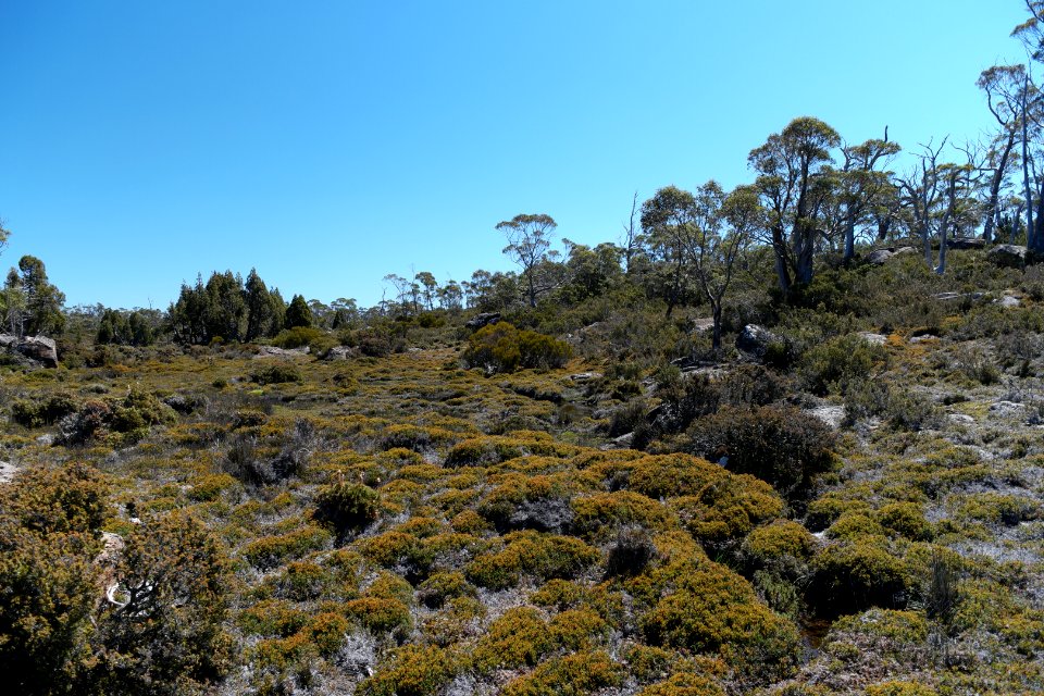 Walls of Jerusalem National Park, Tasmania 76