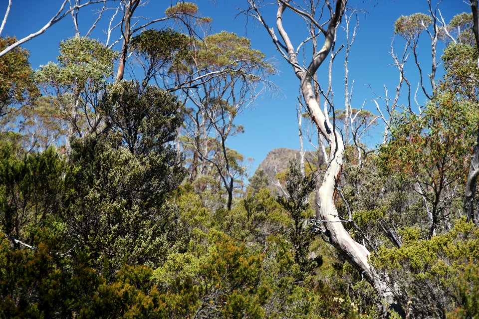 Walls of Jerusalem National Park, Tasmania 31