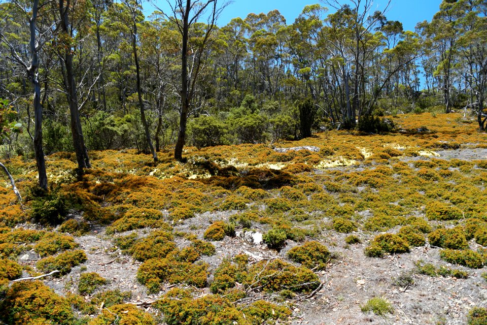 Walls of Jerusalem National Park, Tasmania 22