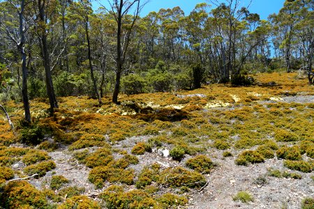 Walls of Jerusalem National Park, Tasmania 22