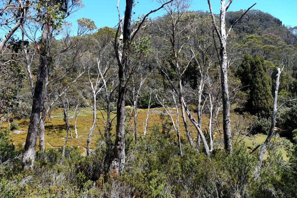 Walls of Jerusalem National Park, Tasmania 20