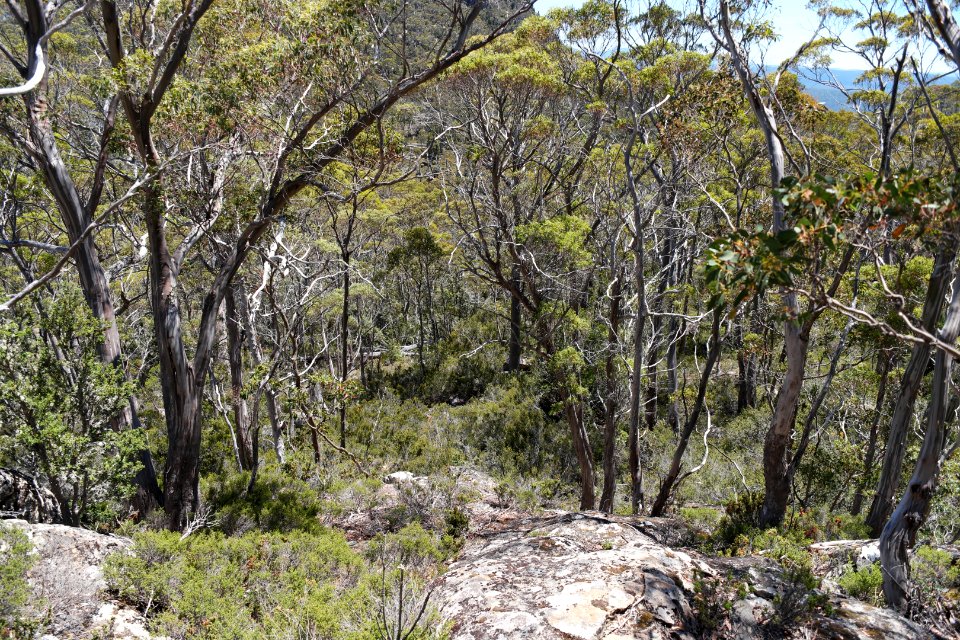 Walls of Jerusalem National Park, Tasmania 25