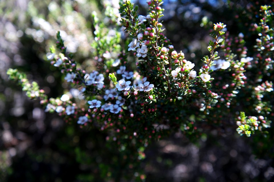 Walls of Jerusalem National Park, Tasmania 91