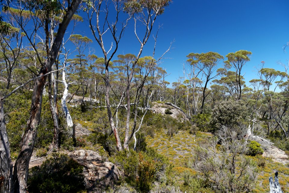 Walls of Jerusalem National Park, Tasmania 29