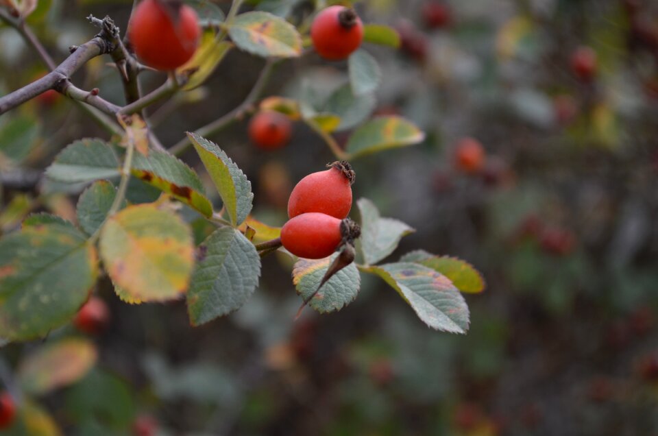 Cranberry green focus