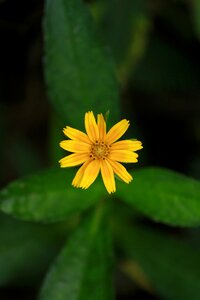 Nature yellow flowers green photo