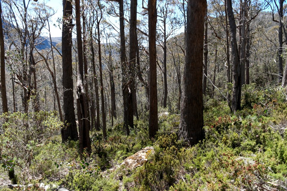 Walls of Jerusalem National Park, Tasmania 04