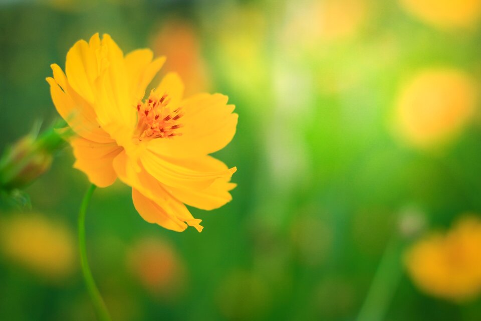 Cosmos flowers yellow flowers nature