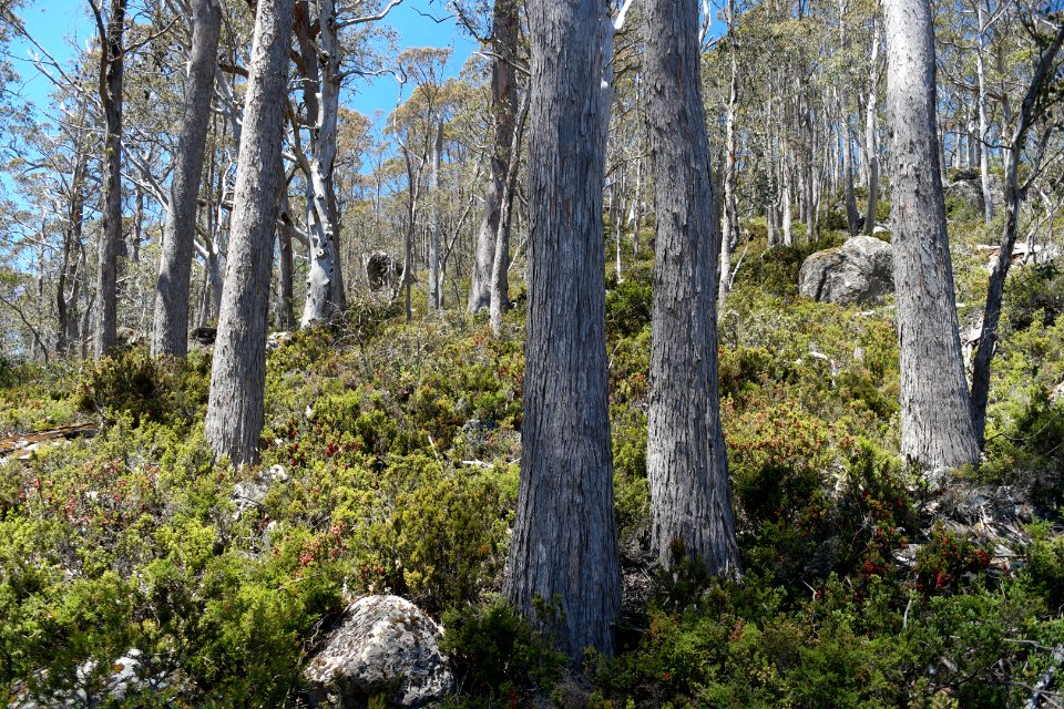 Walls of Jerusalem National Park, Tasmania 15