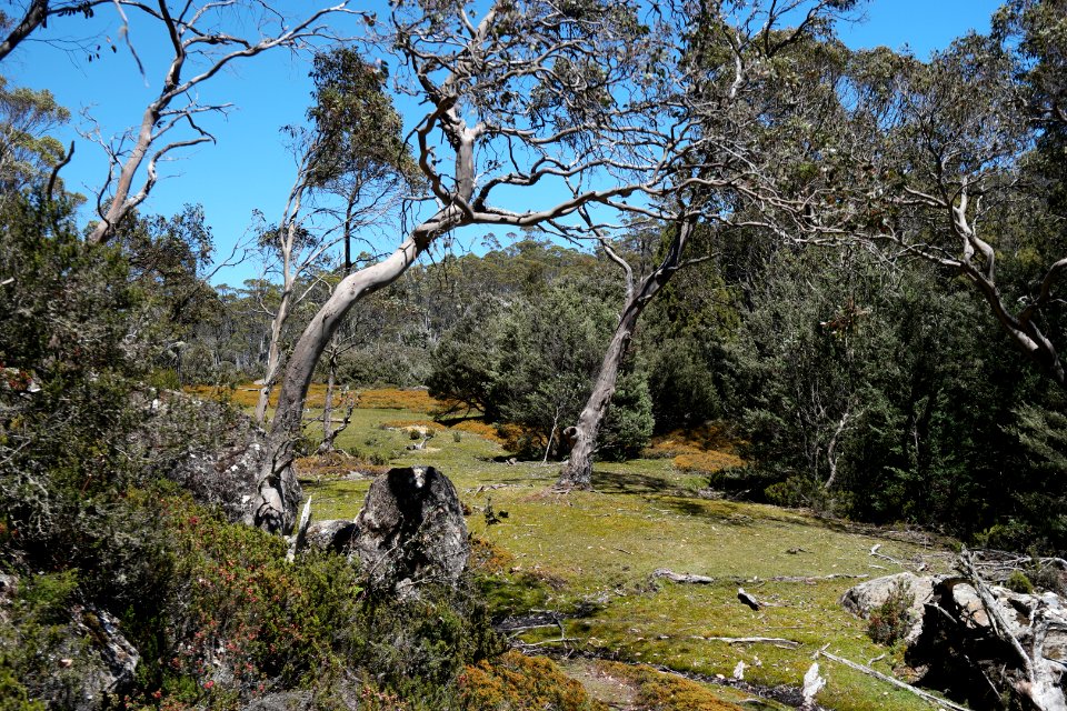 Walls of Jerusalem National Park, Tasmania 17