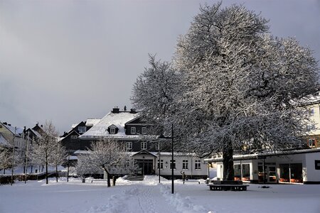 Snow tree cold