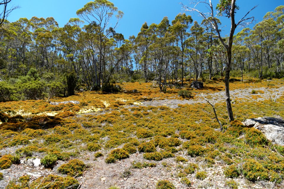 Walls of Jerusalem National Park, Tasmania 21