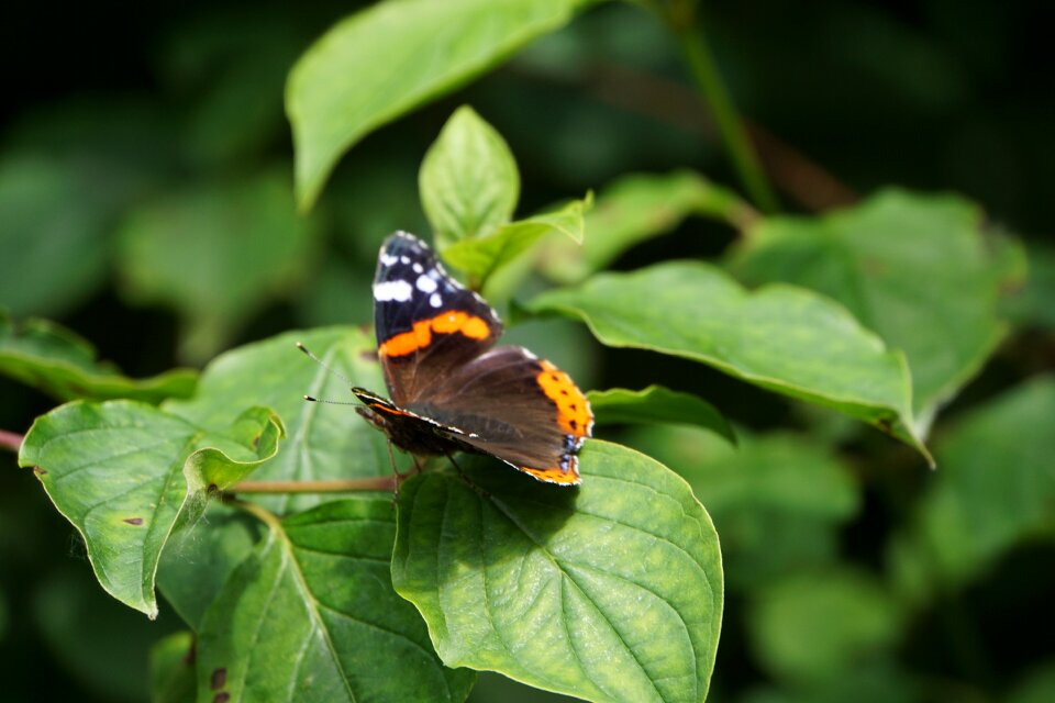 Butterfly leaf insect
