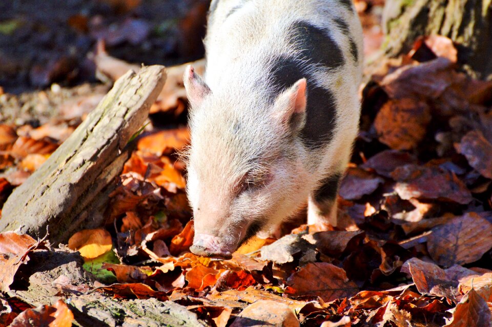 Young animal sow livestock