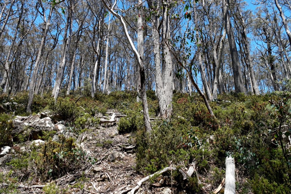 Walls of Jerusalem National Park, Tasmania 05